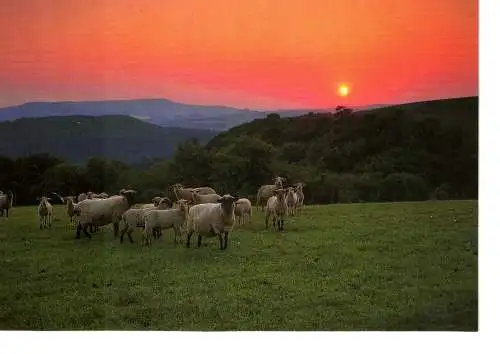 Ansichtskarte - Jesus spricht: Ich bin der gute Hirte - Johannes 10,11 - nicht gelaufen