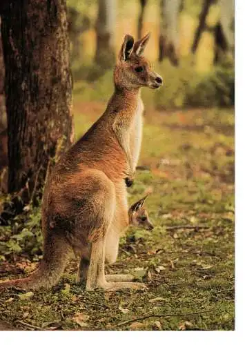 Ansichtskarte Kangaroo - nicht gelaufen