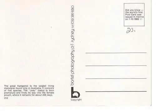 Ansichtskarte Kangaroo - nicht gelaufen