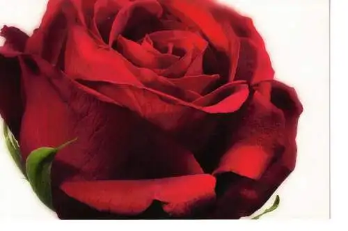 Ansichtsklappkarte Blumen - nicht beschrieben