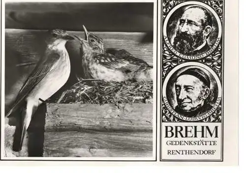 Ansichtskarte Renthendorf (Kr. Stadtroda) - Brehm-Gedenkstätte - Grauer Fliegenschnäpper - nicht gelaufen 