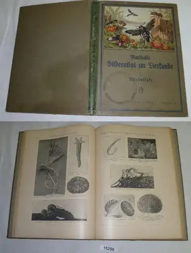 Atlas de la faune avec texte descriptif, première partie: Les invertébrés, depuis les monoclonaux jusqu'aux pieds des membres