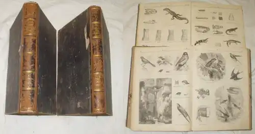Illustrirte Naturgeschichte des Thierreeichs (2 Bänder)