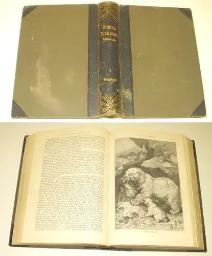 Brehms Vie animale - Une petite édition pour le peuple et l'école, premier volume: Les mammifères