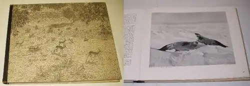 Belauschte Tierwelt - Ein Bilderwerk mit Text aus dem Leben der Tiere
