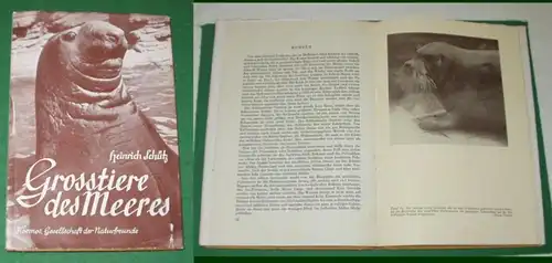 Les grands animaux marins - Images de la vie d'origine et de notre époque