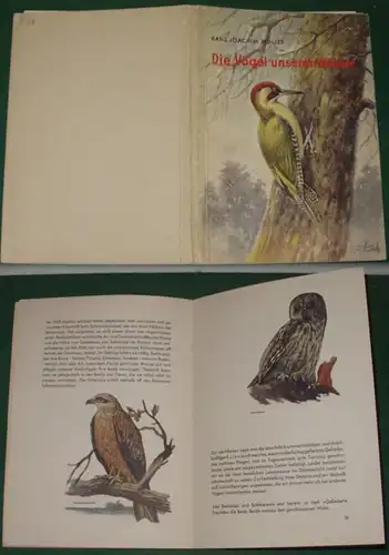 Les oiseaux de nos forêts.. .