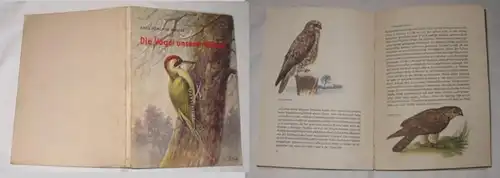 Les oiseaux de nos forêts.. .