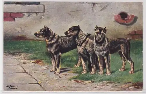 74260 Künstler Ak 3 Hunde um 1910