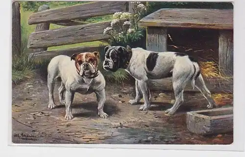 82792 Künstler Ak 2 Hunde Bulldoggen um 1910