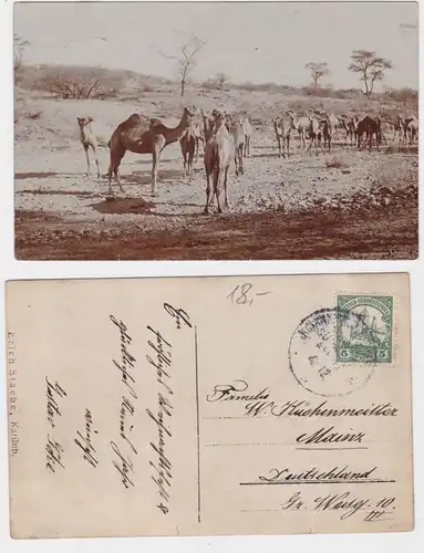 24980 Foto Ak Deutsch Süd West Afrika Namibia Dromedare 1911