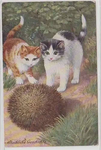 68045 Kitsch Ak Katzen Babys spielen mit Idel 'Stachlige Geschichte' um 1910