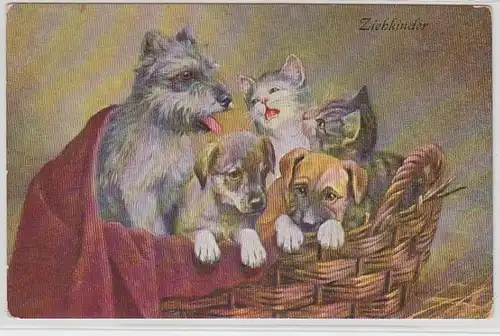 67846 Kitsch Ak Körbchen mit Katzen und Hunde Babys 'Ziehkinder' um 1910