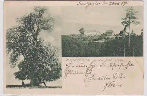 94916 Ak 800jährige Linde auf dem Johannesberg 1901