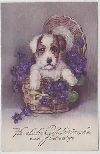 4741 Félicitations Ak chien assis dans le panier à fleurs 1934