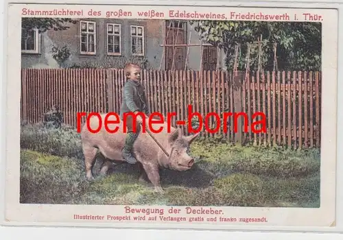 74831 Ak Friedrichswerth in Thüringen Schweine Stammzüchterei um 1920