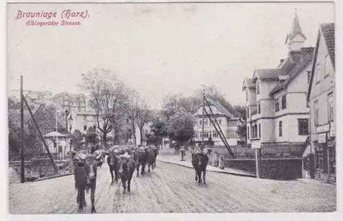85251 Ak Braunlage im Oberharz - Elbingeröder Strasse mit Rindern um 1910