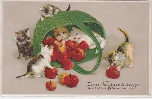 87819 Glückwunsch Ak 6 Kätzchen spielen mit Korb voll Äpfeln 1928