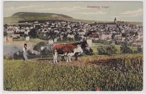 95561 Ak Annaberg im Erzgebirge Bauer beim pflügen auf Feld mit Rindern 1910