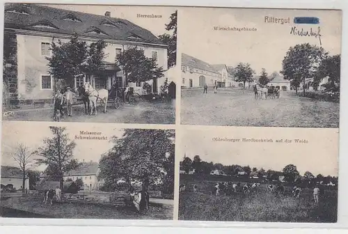 70117 Mehrbild Ak Rittergut Niederhof Schweinezucht, Herdbuchvieh usw. 1920