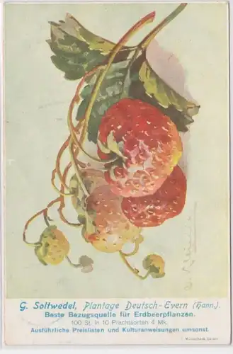 94917 Publicité Ak G. Soltwedel Allemand-Evern Source de référence pour les plantes fraisiers 1909