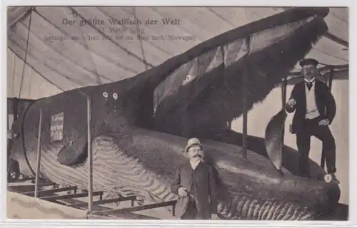 95775 Ak Der größte Walfisch der Welt, 23 Meter lang, gefangen in Norwegen 1901