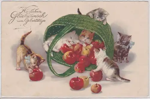 87820 Glückwunsch Ak 6 Kätzchen spielen mit Korb voll Äpfeln 1928