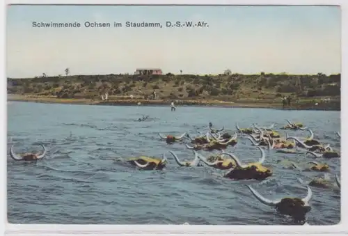 06132 AK Schwimmende Ochsen im Staudamm Deutsch Süd West Afrika um 1920