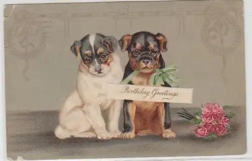 62110 Birthday Greetings Ak 2 chiens doux chiots 1911