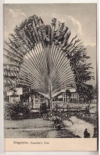 60322 Ak Singapore Travellers Tree um 1910