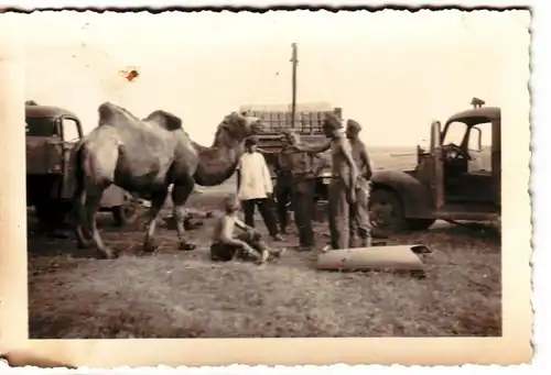 58364 Original Foto Kamel in der russischen Steppe im 2. Weltkrieg