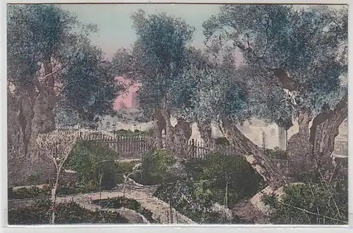 58209 Ak Jérusalem en Israël Jardin de Gethsémané vers 1910