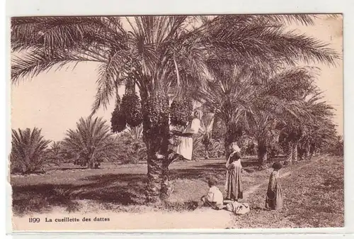 57556 Ak eines deutschen Fremdenlegionärs aus Marokko Dattelernte 1927