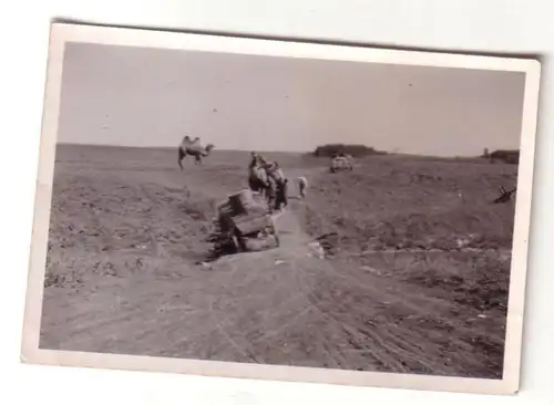 55182 Photo originale chameaux dans la steppe de la Russie 2e guerre mondiale autour de 1942