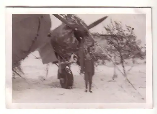 54832 Original photo avion Bomber Plane hiver dans la 2e guerre mondiale