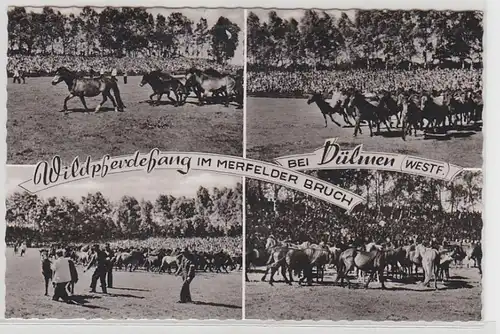 54350 Ak capture de chevaux sauvages dans la zone de Mer Rupture chez Dülmen Westf. 1962