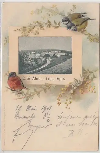 53078 Vögel Ak Drei Ähren Trois Epis 1901