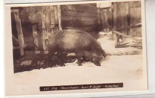 52538 Foto Maramaros Sziget in den Karpathen Winter ung. Hausschwein 1. Weltkrieg