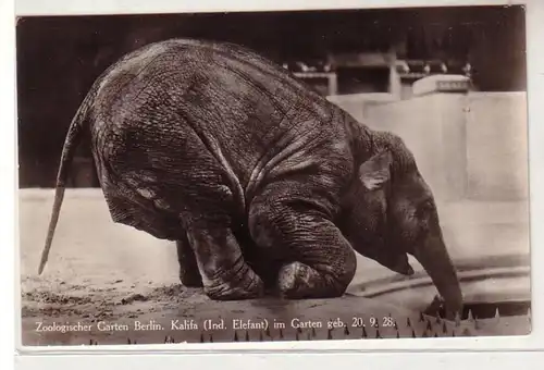 52470 Ak Berlin zoologischer Berlin Kalifa indischer Elefant 1928