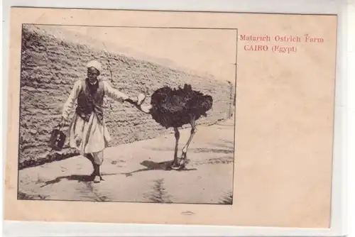 49800 Ak Cairo Matarich Ostrich Straußen Farm um 1900