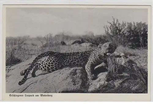49736Ak Deutsch Südwest Afrika DSWA Leopard am Waterberg