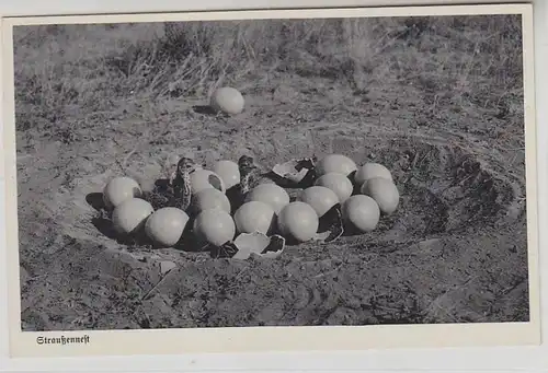 49733 Ak allemand sud-ouest Afrique DSWA Autruches Nest