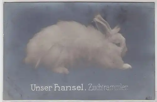 47306 Foto Ak "Unser Hansel" Zuchtrammler 1916