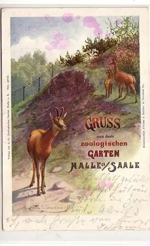 47069 Ak Gruß aus dem zoologischen Garten Halle a.S.1912