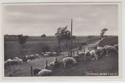 45930 Ak Balade Baltique Dahme dans le Holstein moutons autour de 1930