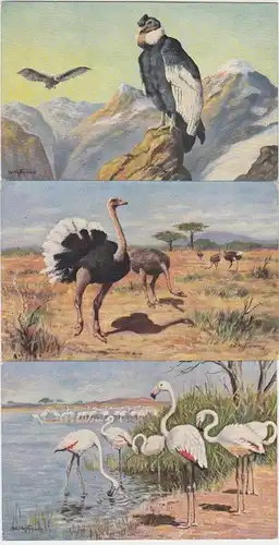 45745/3 Tier Ak Flamingo Strauss Kondor um 1910