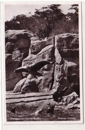 41991 Ak Jardin zoologique Berlin Robbe Rochers 1938