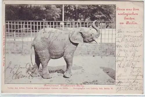 41802 Ak Gruß aus dem zoologischen Garten Berlin 1902