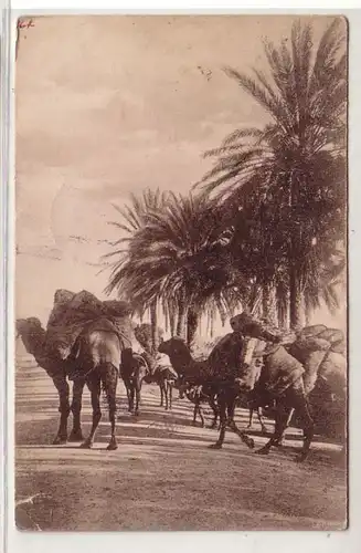 40200 Ak Tunesien Kamelkarawane 1906