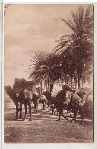 40200 Ak Tunisie Kamelkarawane 1906